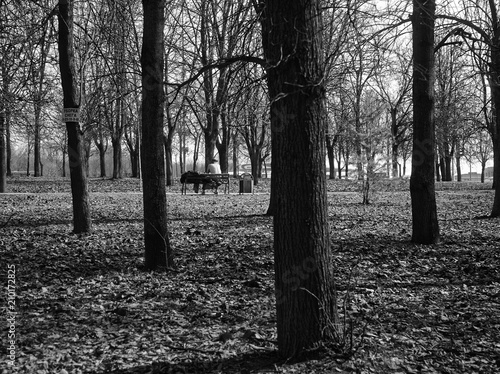 Photography in a Moscow Park , a black-and-white photograph