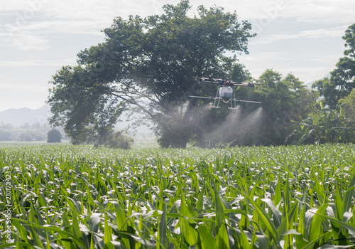agriculture drone fly on sky and corn farm field