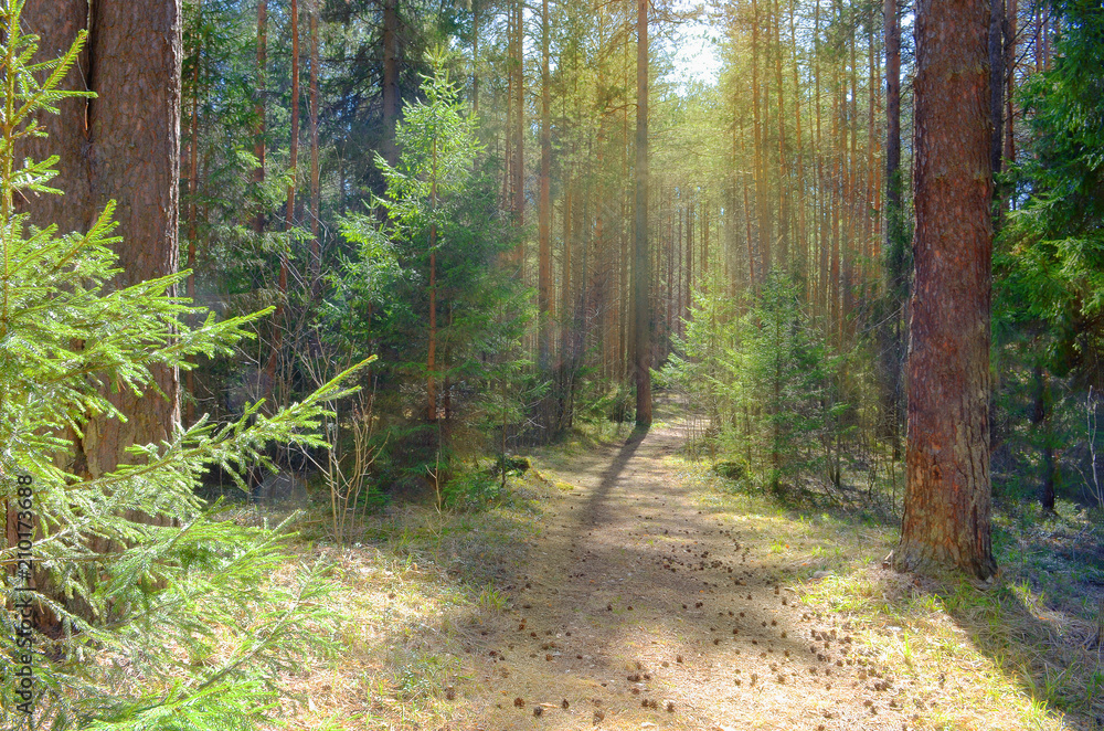 Obraz premium Sun Shining Over Forest Lane, Country Road, Path, Walkway Through Pine Forest. Sunset Sunrise In Summer Forest Trees.