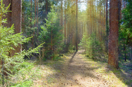 Sun Shining Over Forest Lane, Country Road, Path, Walkway Through Pine Forest. Sunset Sunrise In Summer Forest Trees.