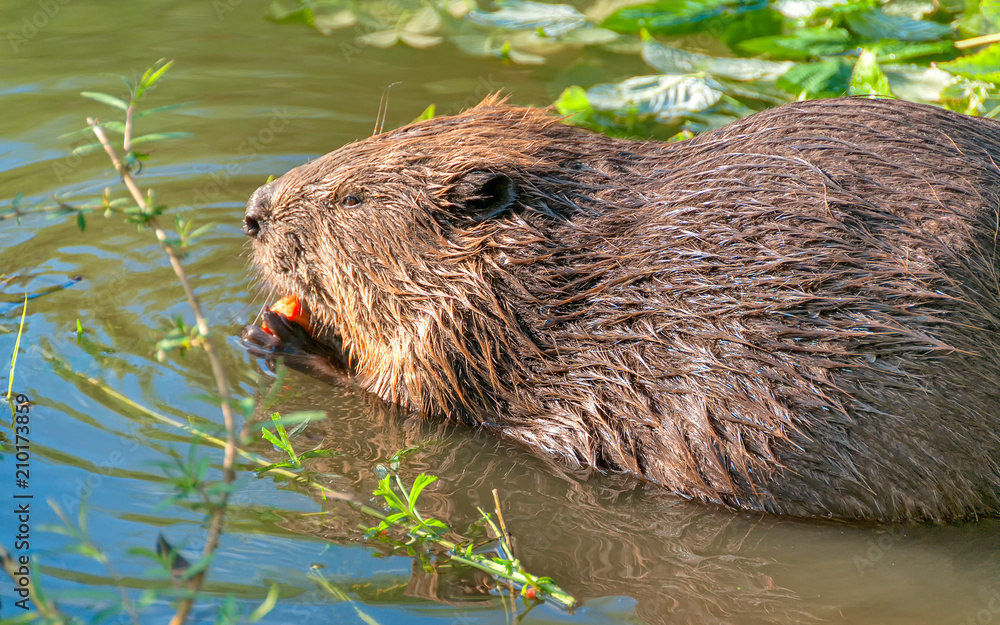 Female beaver sits in water in profile near riverside and nibbles apple. Moscow, Russia. Female beaver sits in water in profile near riverside and nibbles apple. Moscow, Russia.