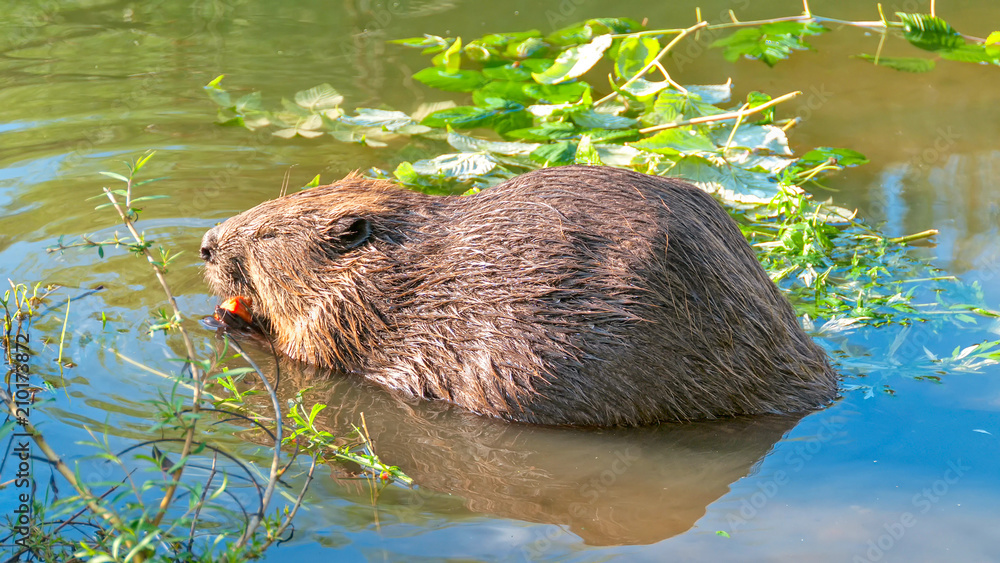 Female beaver sits in water in profile near riverside and nibbles apple. Moscow, Russia. Female beaver sits in water in profile near riverside and nibbles apple. Moscow, Russia.