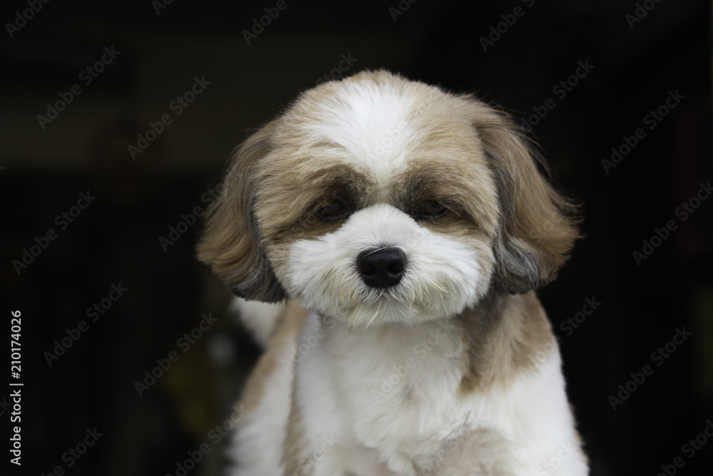 A little cute brown Shih Tzu dog sitting outdoor