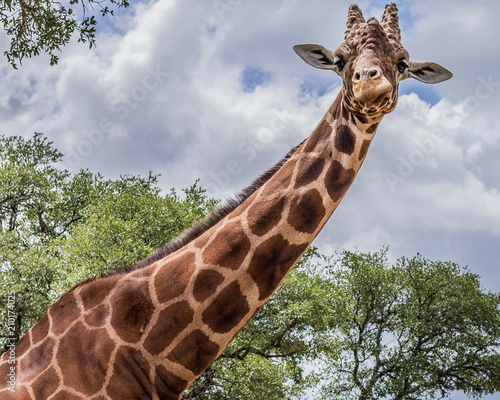 Sticker Funny Giraffe Portrait