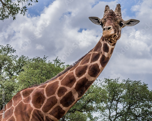 Photography Giraffe portrait