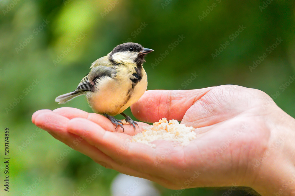 Obraz premium Tomtit sits on male hand palm up in profile against blurred background. Moscow, Russia.