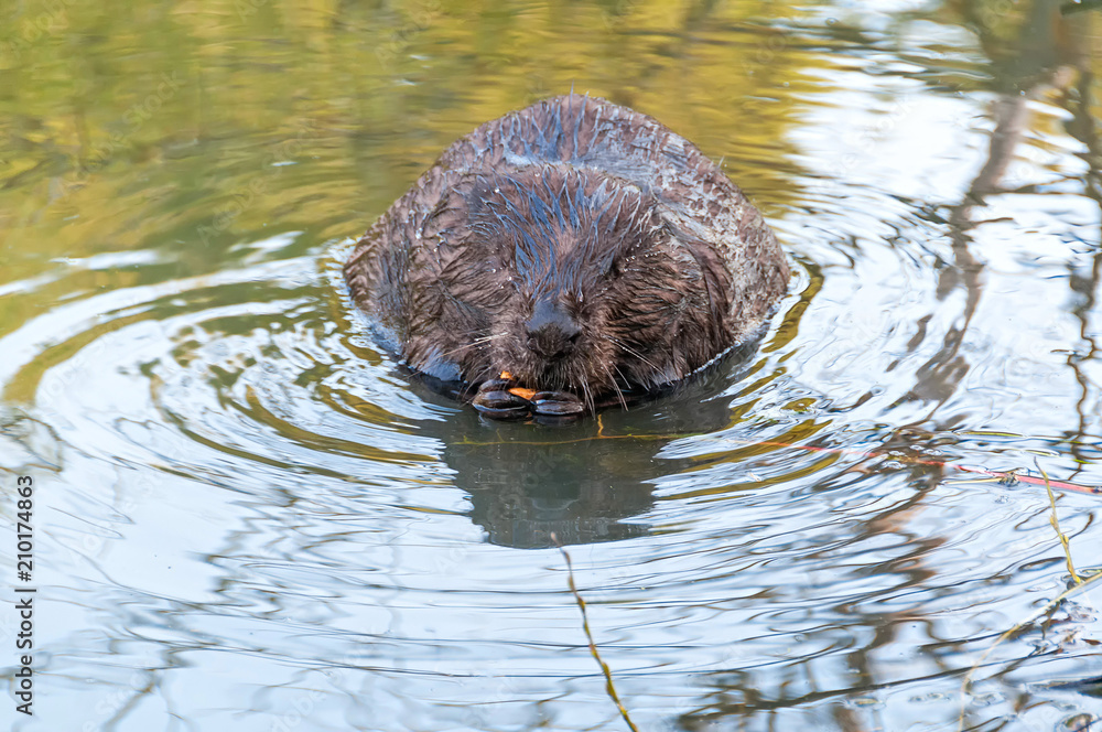 Beaver kid sits full face in water near riverside and nibbles bread. Moscow, Russia.
Beaver kid sits full face in water near riverside and nibbles bread. Moscow, Russia.