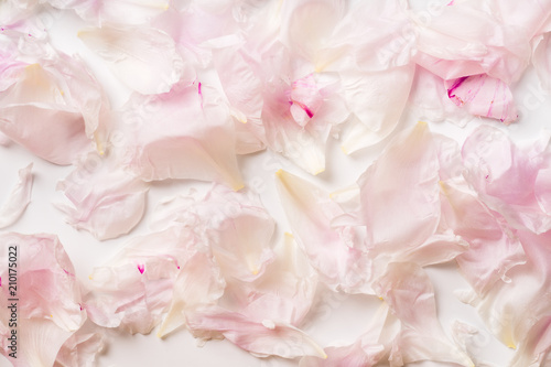 Pink peony petals pattern on white background