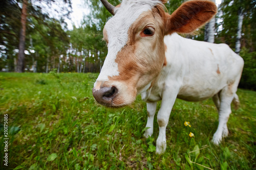 Funny portrait of a cow in a meadow. Shot on a wide-angle lens.