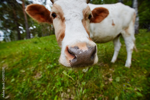 Funny portrait of a cow in a meadow. Shot on a wide-angle lens.