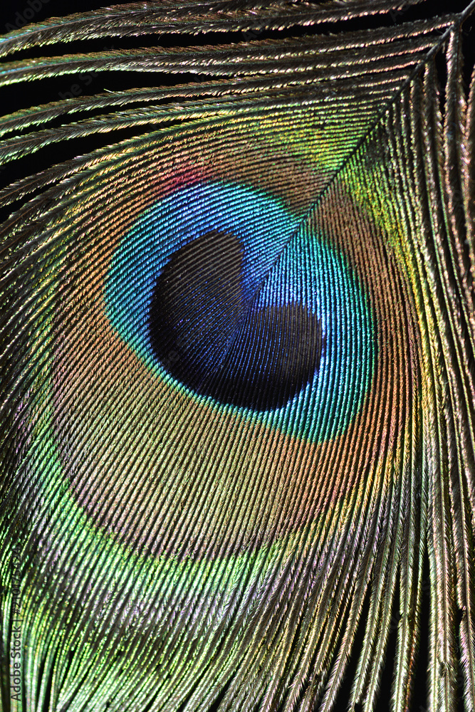 Obraz premium pióro pawia