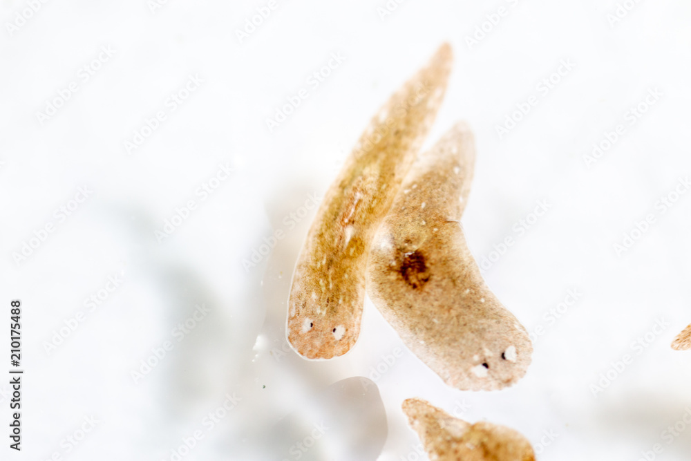 Obraz premium Planarian parasite (flatworm) under microscope view.