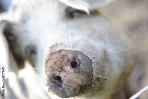 Hausschwein schwein wildschwein nase ohren stehend gehege bauernhof photo