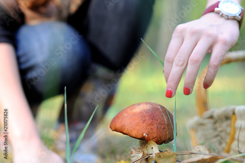 Mushroom and a small wicker basket with yellow leaves in the autumn forest. Female hands near the mushroom. The ground is covered with fallen leaves and pine needles. Moscow region, Russia.