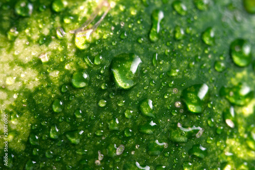 Watermelon with drops of water, close-up.