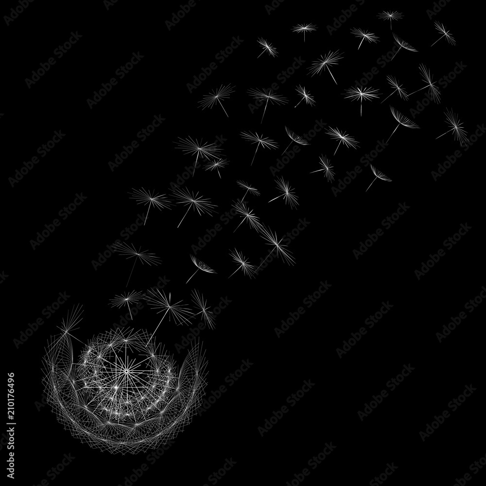 Fototapeta premium drawing of dandelion on black background vector