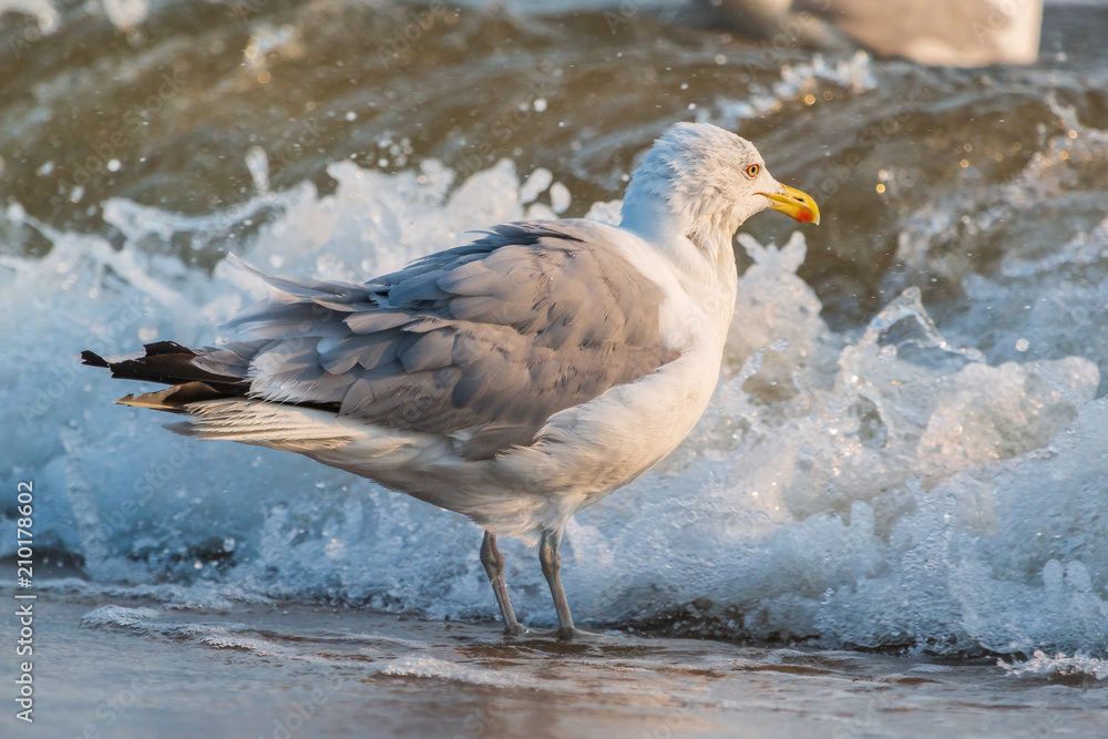 Möwen (Laridae) am Strand der Ostsee. Insel Usedom. Möwen (Laridae) am Strand der Ostsee. Insel Usedom.