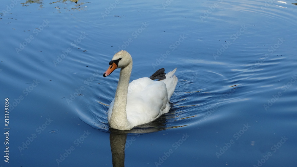 swan, bird, water, lake, white, nature, animal, swans, birds, wildlife, beautiful, love, river, pond, reflection, swimming, blue, beauty, elegance swan, bird, water, lake, white, nature, animal, swans, birds, wildlife, beautiful, love, river, pond, reflection, swimming, blue, beauty, elegance