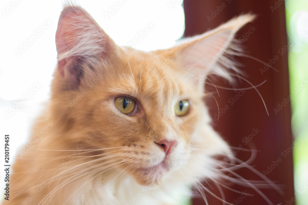 Cute cat, cat lying on the wooden floor in the background blurred close up playful cats