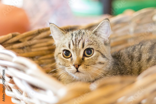 Cute cat, cat lying on the wooden floor in the background blurred close up playful cats