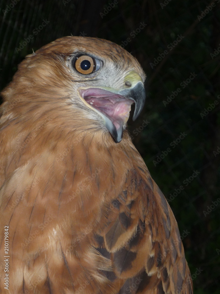 bird, hawk, eagle, beak, animal, falcon, nature, predator, bird, hawk, eagle, beak, animal, falcon, nature, predator,