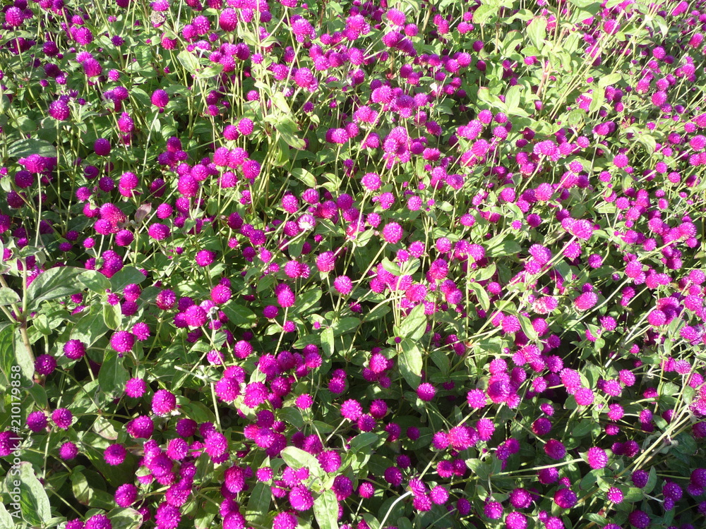 flower, nature, flowers, pink, garden, plant, spring, flora, flower, nature, flowers, pink, garden, plant, spring, flora,