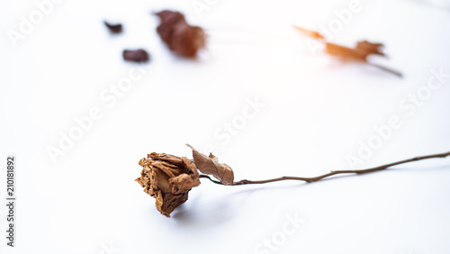 Closeup single dried rose put on white background,blurry light design background. © Watcharin