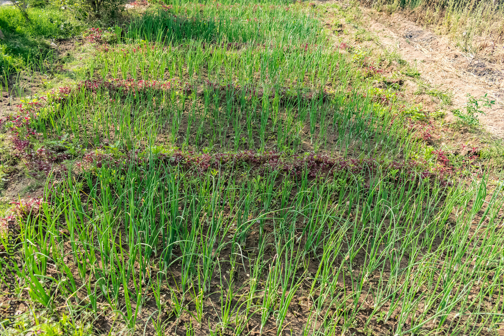 greenery onion plant at house garden at winter season.