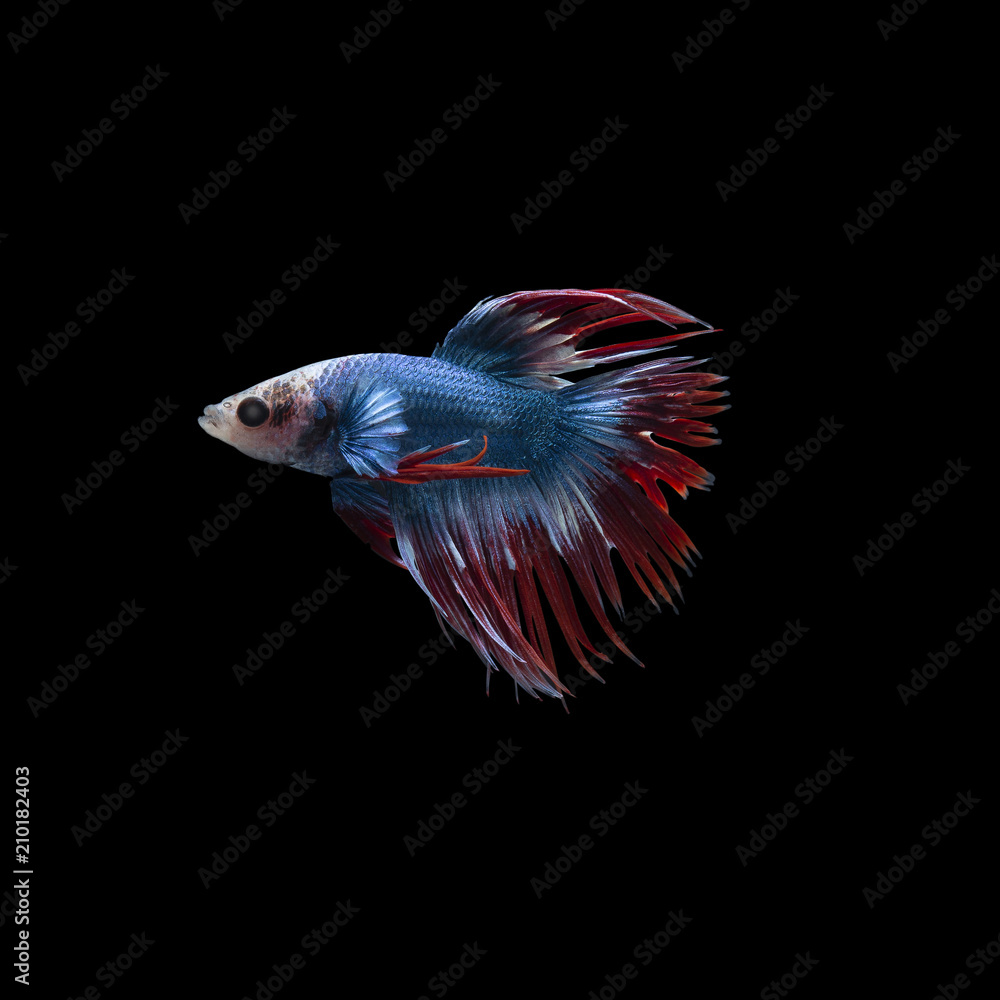 Fototapeta premium Colorful Siam fighting fish on the black background