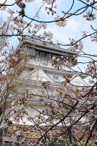 Wallpaper Mural Beautiful Cherry Blossoms around Kokura Castle in Kyushu, Japan Torontodigital.ca