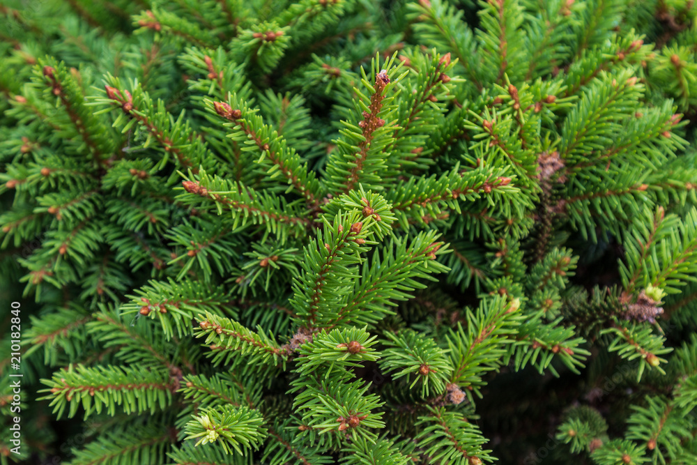 Tree branch green pine