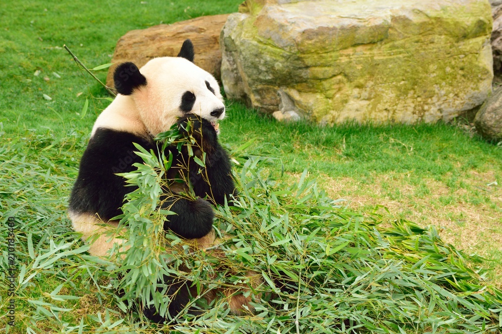 Naklejka premium パンダ