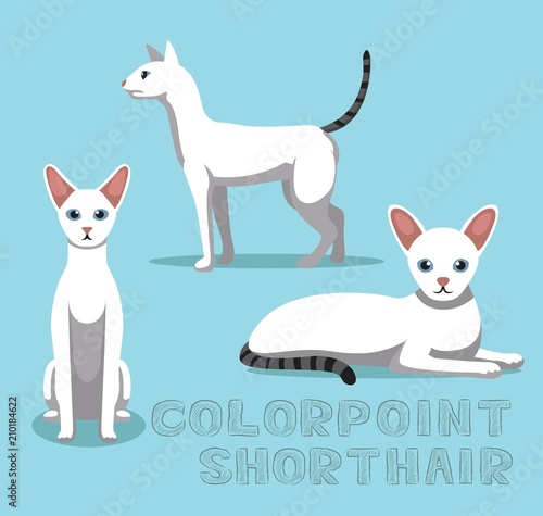 Cat Colorpoint Shorthair Cartoon Vector Illustration