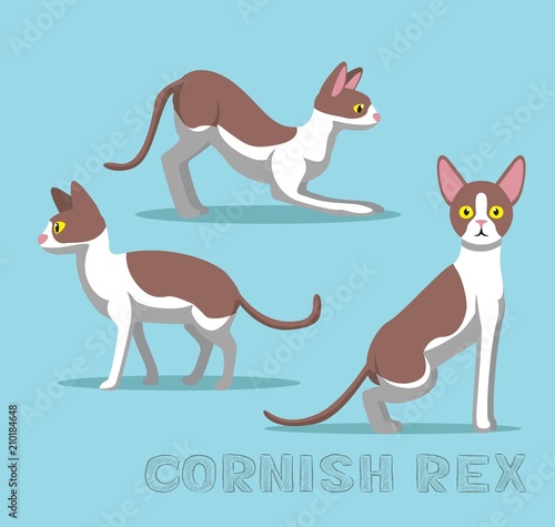 Cat Cornish Rex Cartoon Vector Illustration
