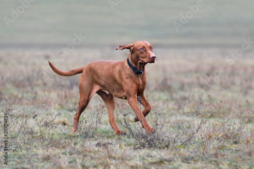 Hungarian Pointer