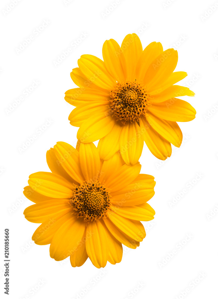 Naklejka premium heliopsis isolated