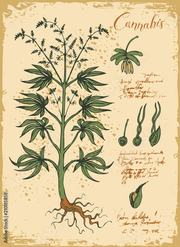 Hand-drawn Botanical vector illustration in retro style with cannabis plant. Page of an old book. Hemp, Cannabis or marijuana, medicinal plant