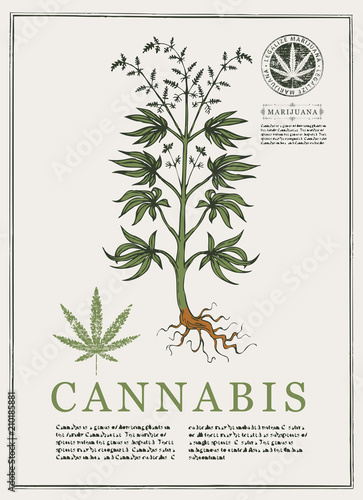Hand-drawn Botanical vector illustration in retro style with cannabis plant. Page of an old book. Hemp, Cannabis or marijuana, medicinal plant