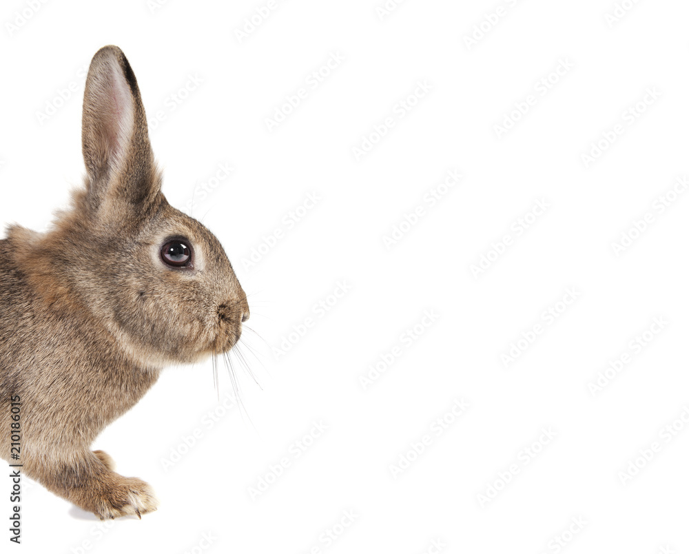 Fototapeta premium Rabbit copy space