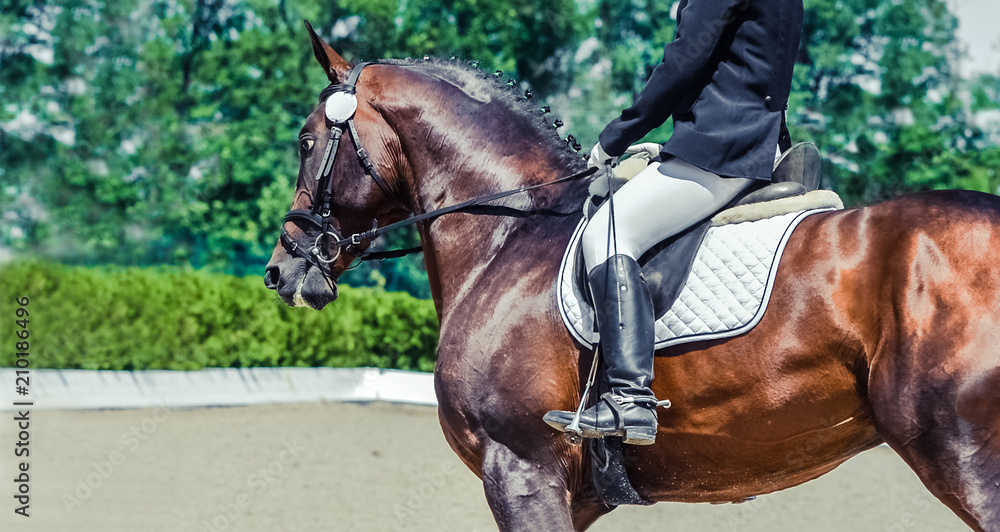Dressage horse and rider. Sorrel horse portrait during dressage competition. Advanced dressage test. Copy space for your text. Dressage horse and rider. Sorrel horse portrait during dressage competition. Advanced dressage test. Copy space for your text.