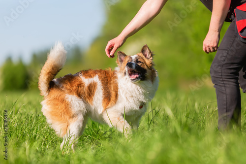 person plays with an Elo dog outdoors photo