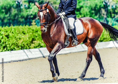 Dressage horse and rider. Sorrel horse portrait during dressage competition. Advanced dressage test. Copy space for your text. 