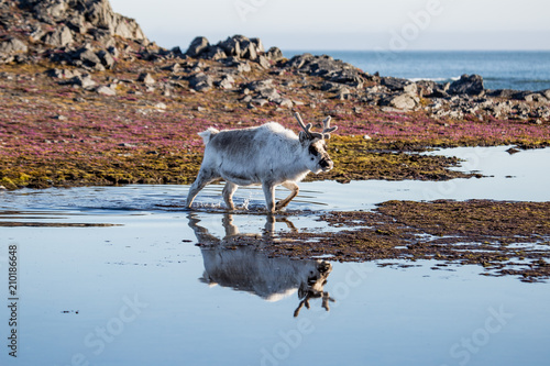 Fototapeta Naklejka Na Ścianę i Meble -  Renifery na Spitsbergenie