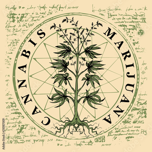 Vector banner for legalize marijuana with hemp plant on abstract old papyrus background or grunge style manuscript. Natural product made from organic hemp. Smoking weed. Medical cannabis logo