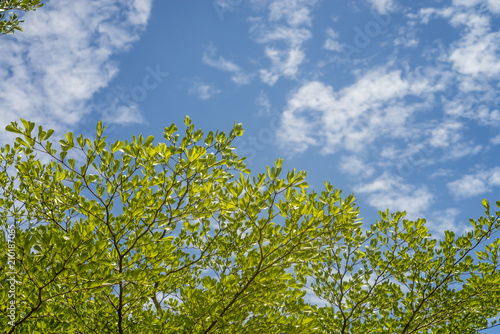 Green leaf on blue sky background