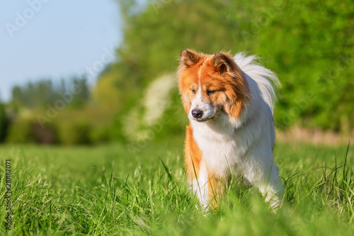 Elo dog walks on a meadow