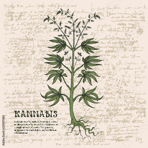 Vector banner with hand-drawn cannabis plant on abstract old papyrus background or grunge style manuscript. Hemp, Cannabis or marijuana, medicinal plant. Smoking weed
