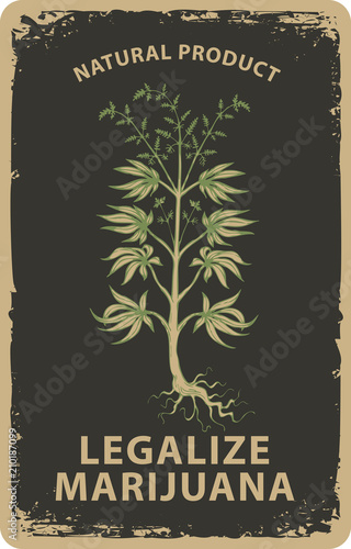 Vector banner for legalize marijuana with hand drawn cannabis plant in grunge style. Natural product of organic hemp. Smoke weed. Hemp, Cannabis or marijuana, medicinal plant