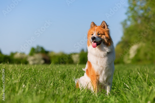 Elo dog sits on a meadow