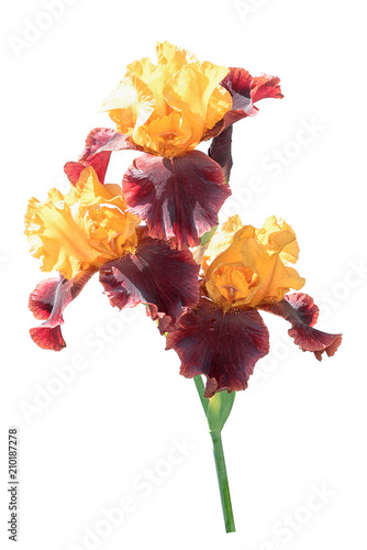 Fototapeta Naklejka Na Ścianę i Meble -  Bunch of three rare color yellow and brown iris flowers isolated on white background